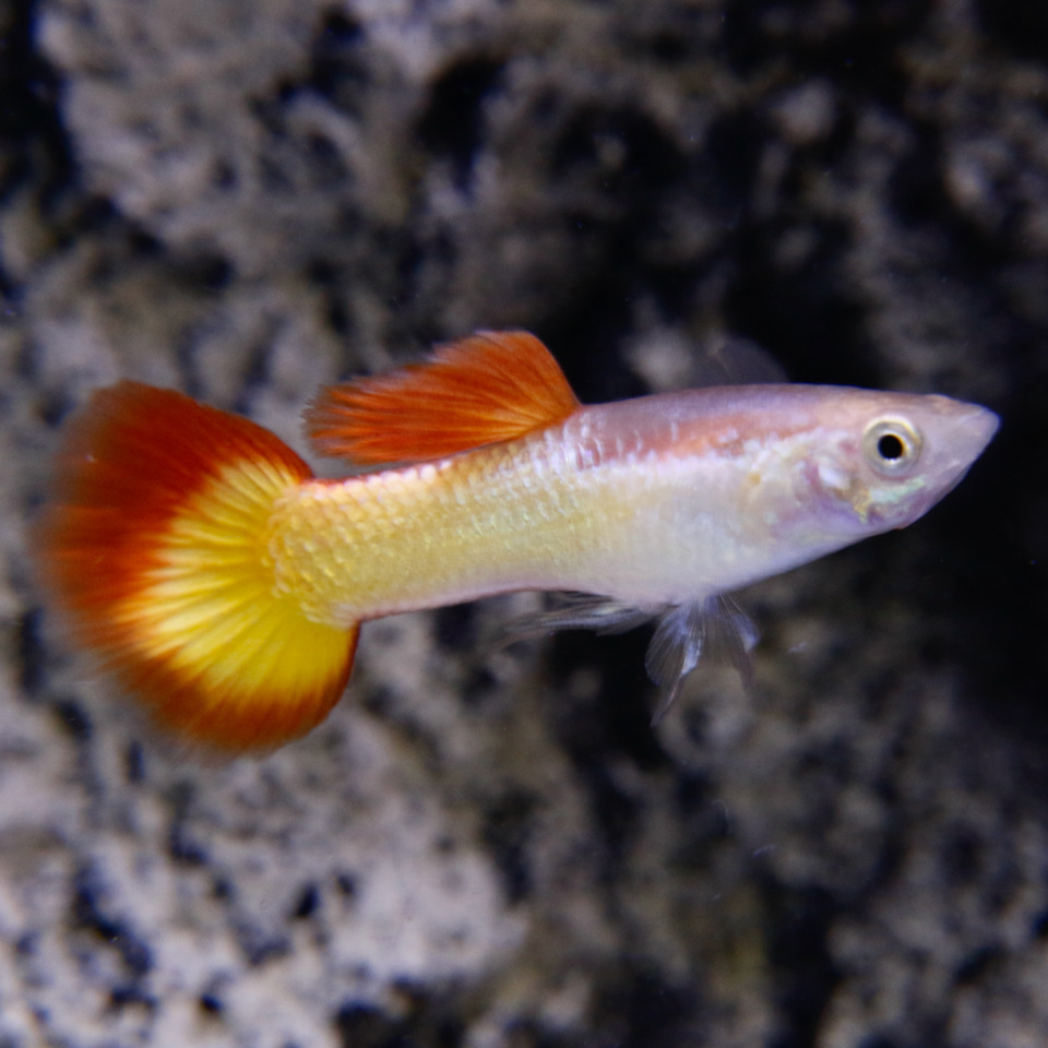 Poecilia ret.   Guppy yellow sunset